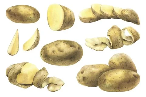 White potatoes whole, half, cut, peeled and wedges. Watercolor hand drawn Иллюстрация
