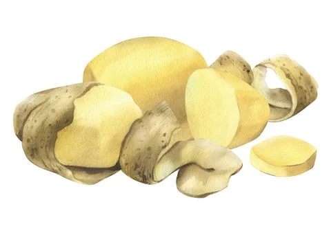 White potatoes whole, half, cut, peeled and wedges. Watercolor hand drawn Stock Illustration