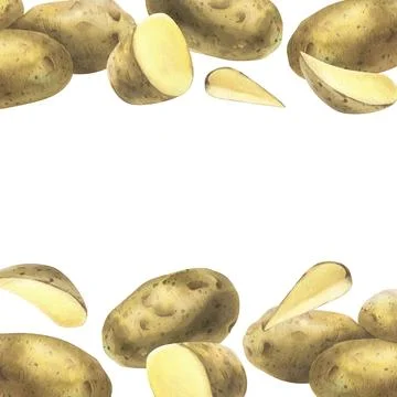 White potatoes whole, half, cut, peeled and wedges. Watercolor hand drawn Stock Illustration