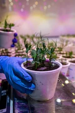 White pots with seedlings of beetroot, peas in an artificial climate Stock Photos