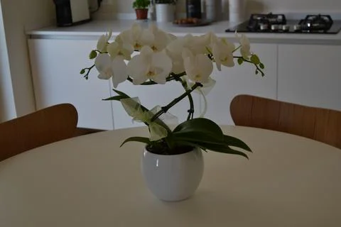 White potted orchid on minimal table in modern kitchen, interior design conce Stock Illustration