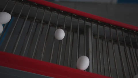 White poultry eggs moving on the conveyor belt at the chicken layer farm Stock Footage 271582764