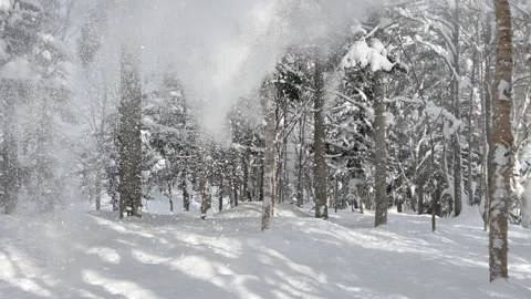 White powder snow falling from trees in japanese winter forest Stock Footage 319574713