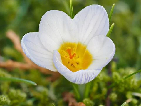 White primrose in bloom in a meadow in spring Stock Photos