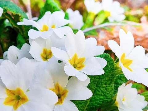 White primrose close-up. First spring flowers in forest. Stock Photos