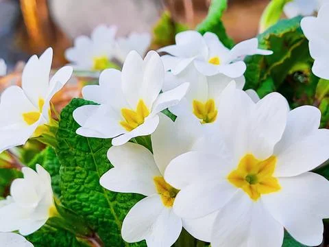 White primrose close-up. First spring flowers in forest. Stock Photos