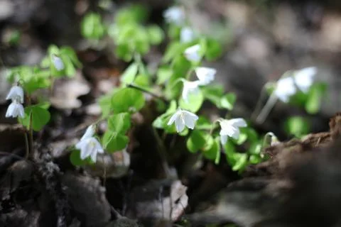 White primroses in spring forest Stock Photos