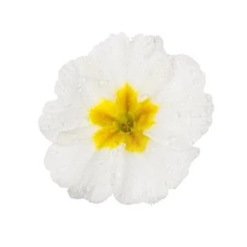 White  Primula with dew drops Stock Photos