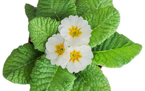 White primula flowers 写真素材