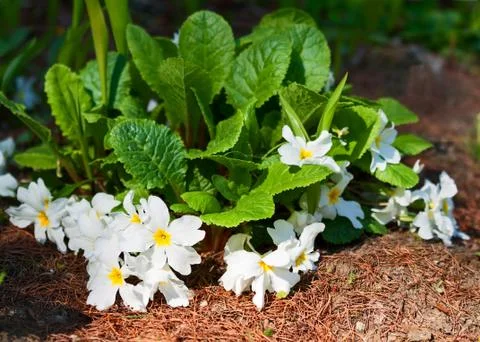 White primula Foto stock