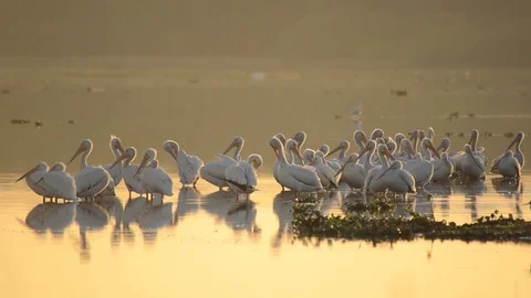 White Prlicans in Florida Stock Footage 80679236