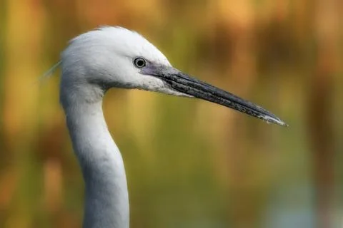 White profile of a bird Stock Photos