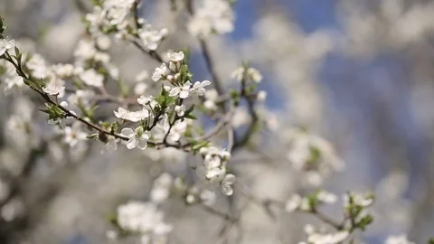 White Prunus Cerasus Blossoms Against Blue Sky Early Spring Vidéo 82742653