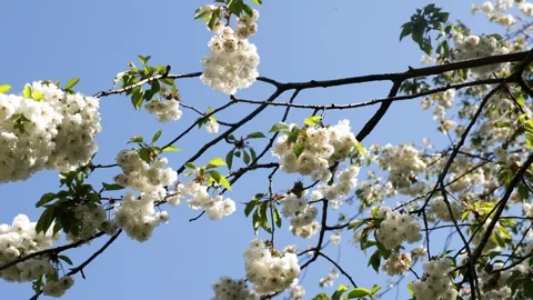 White Prunus Cherry Blossom Tree Branches Clear Blue Sky Stock Footage 348289133