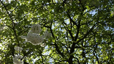 White Prunus Cherry Blossom Tree Canopy Sunlight Flare Stock Footage 348289185