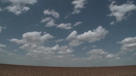 White puffy clouds above a corn field. Summers day, no rain, blue sky. Stock Footage 11407282