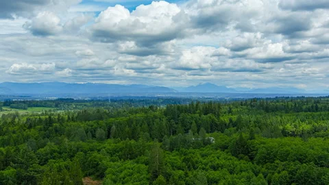 White puffy clouds in motion over a forest of evergreen trees Stock Footage 245311154