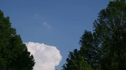 White Puffy Clouds moving behind 2 trees Video stock 50159982