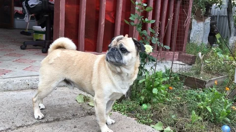 White pug dog. Stock Footage 95724714