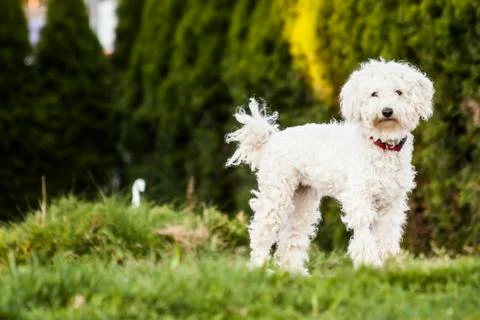 White puli Stock Photos