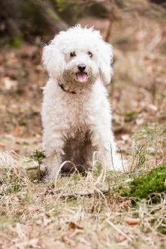 White puli Stock Photos