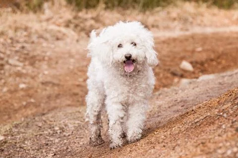 White puli Stock Photos