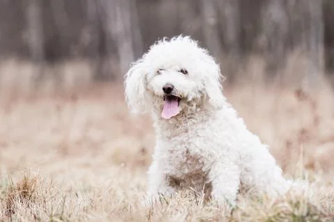 White puli Stock Photos