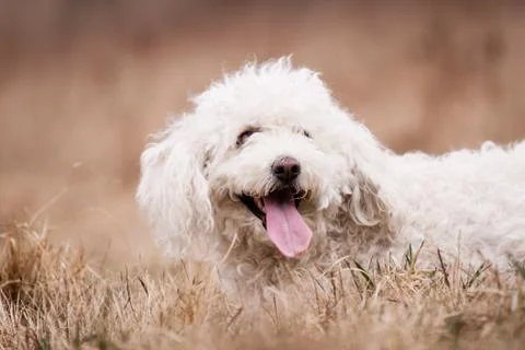 White puli Foto stock
