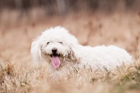 White puli Stock Photos