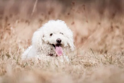 White puli Stock Photos