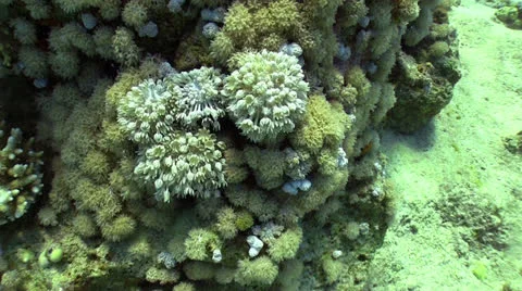 White pulse soft coral Stock Footage 24234223