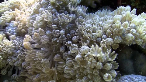 White pulse soft coral pumps the water to find food Video stock 7767145