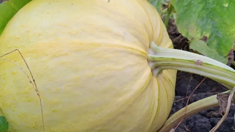 White pumpkin Stock Footage 344480192