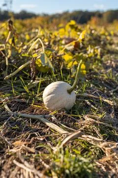 White Pumpkin Growing In A Pumpkin Patch Stock Photos