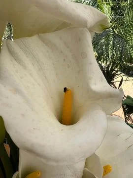 White pumpkin with insect Stock Photos