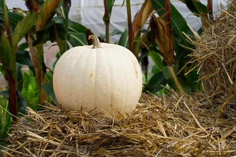 A white pumpkin lying on hay, with corn stalks in the background. Stock Photos