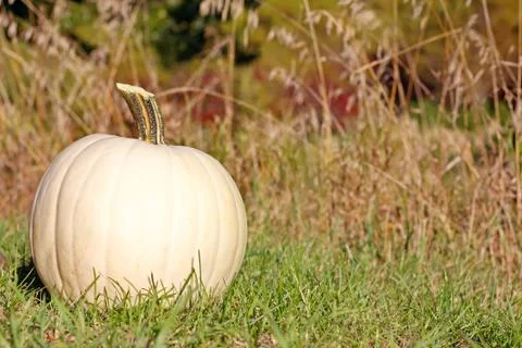 White pumpkin outside Stock Photos