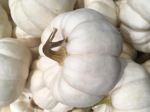 White pumpkin Stock Photos