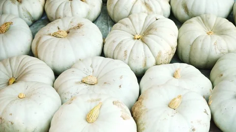 White pumpkins next to each other Stock Footage 118229643
