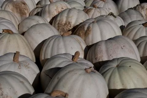 White Pumpkins Stock Photos