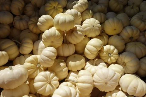 White Pumpkins Stock Photos