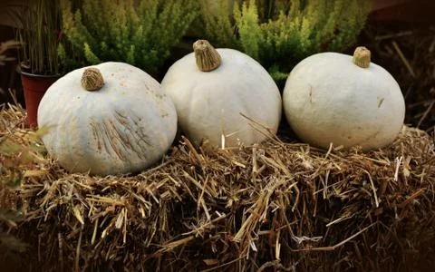 White pumpkins Stock Photos