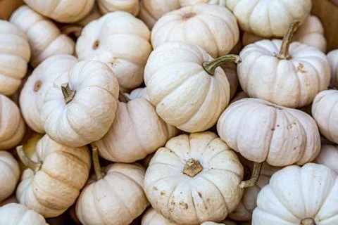White Pumpkins Stock Photos