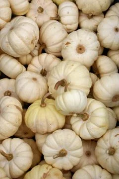 White Pumpkins Stock Photos