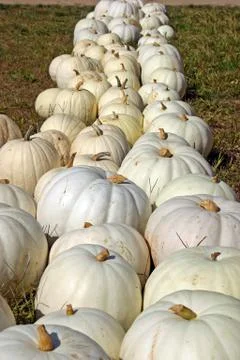 White Pumpkins 스톡 사진