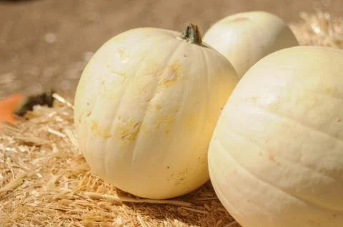 White pumpkins in pumpkin patch on a farm Stock Photos