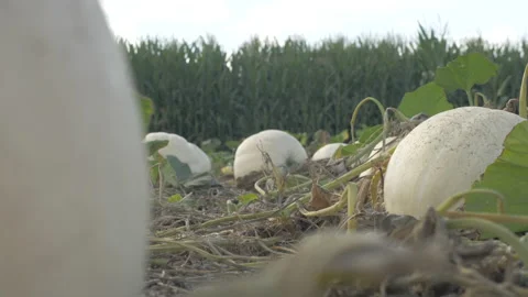 White Pumpkins Sit in a Field at a Pumpkin Patch Stock Footage 208751571