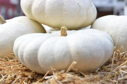 White pumpkins on  straw in day light.side view. Stock Photos