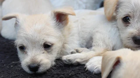 White Puppies Resting Video stock 38540744