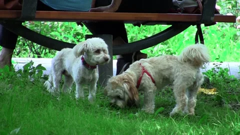 White puppies sitting under a bench in the park and sniff the grass 스톡 동영상 166458732